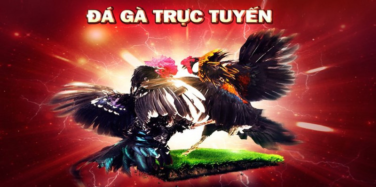 Điểm thu hút của hình thức đá gà trực tiếp Điểm thu hút của hình thức đá gà trực tiếp